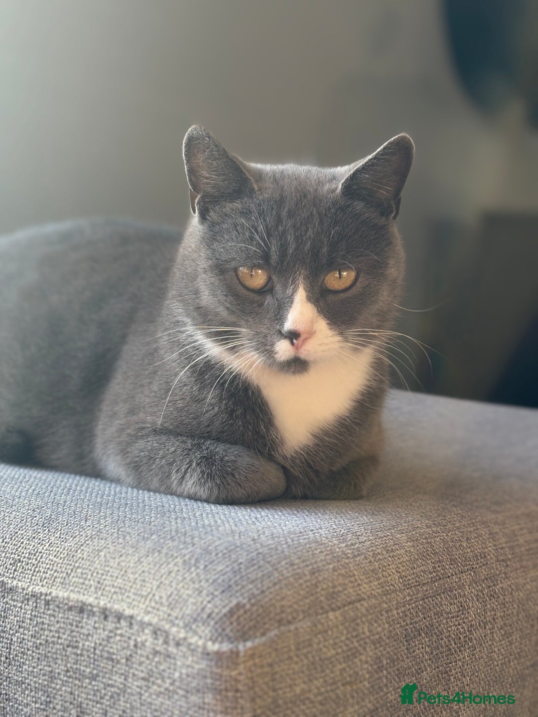 British Shorthair cats for sale: Kittens ready now - Image 8