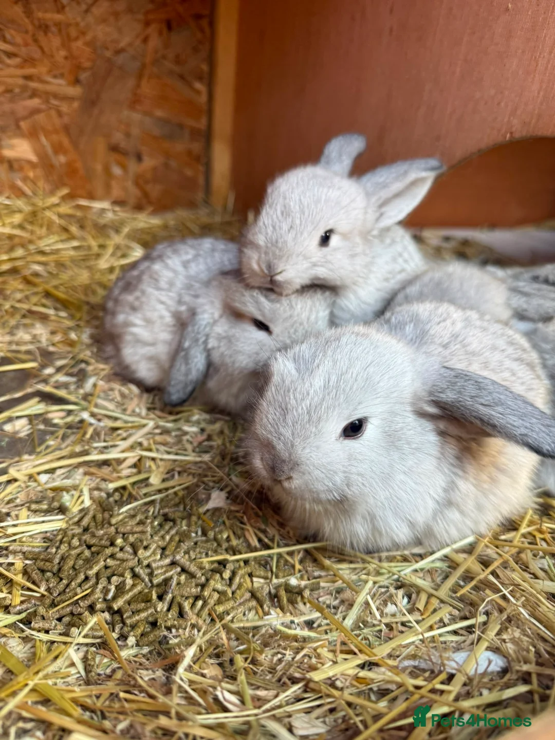Mini Lop rabbits for sale: 6 mini lops for collection on 20th August 2026 - Advert 2