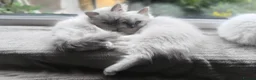 Ragdoll cats for sale: Beautiful ragdolls READY TO LEAVE FOR NEW HOME  - Advert 10