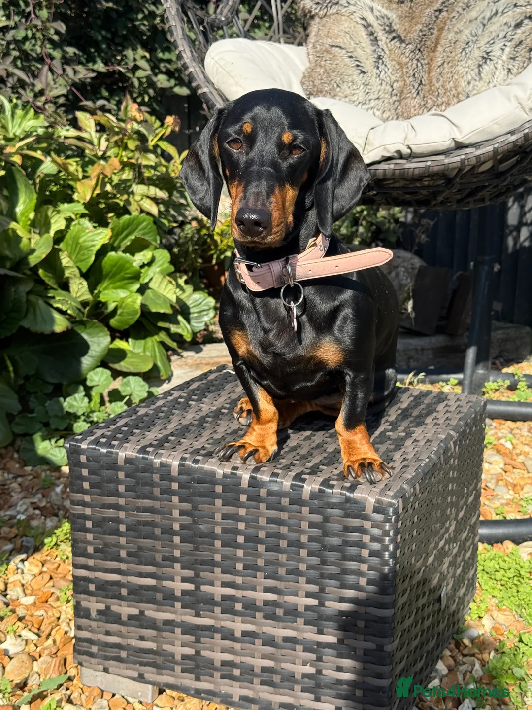 Dachshund dogs for sale: 🐶 Adorable mini/midi Dachshund Puppies  - Advert 18