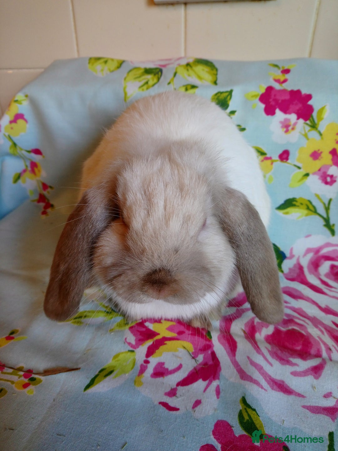 Mini Lop rabbits for sale: Pedigree Mini Lops - Advert 2