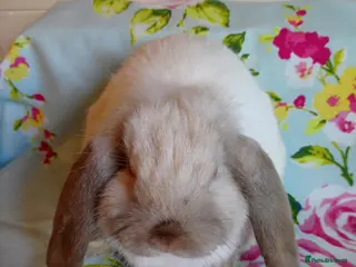 Mini Lop rabbits Pedigree Mini Lops - Advert 17