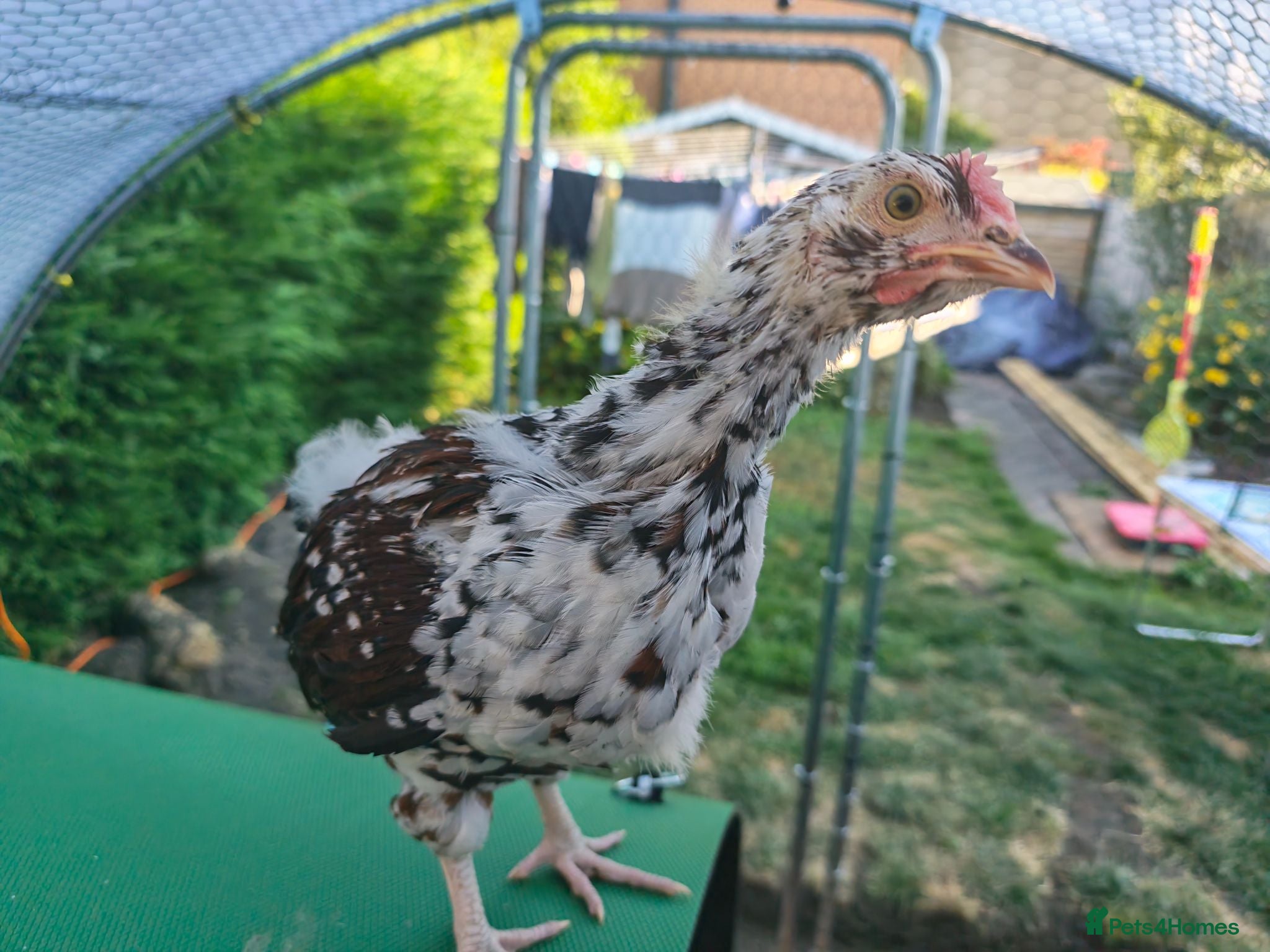Chickens poultry Speckled Sussex Cockerel - Advert 17