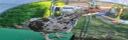 Chickens poultry for sale: Speckled Sussex Cockerel in Ripley - Advert 1