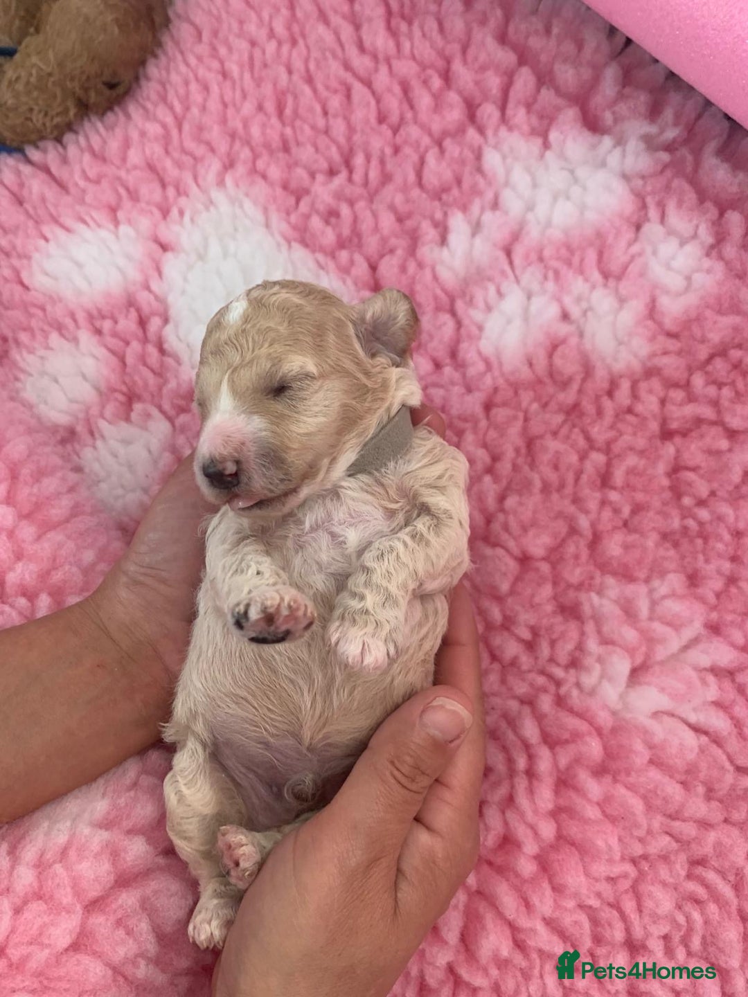 Labradoodle dogs for sale: Multi- Generation Toy/Mini parti Labradoodles   - Advert 17