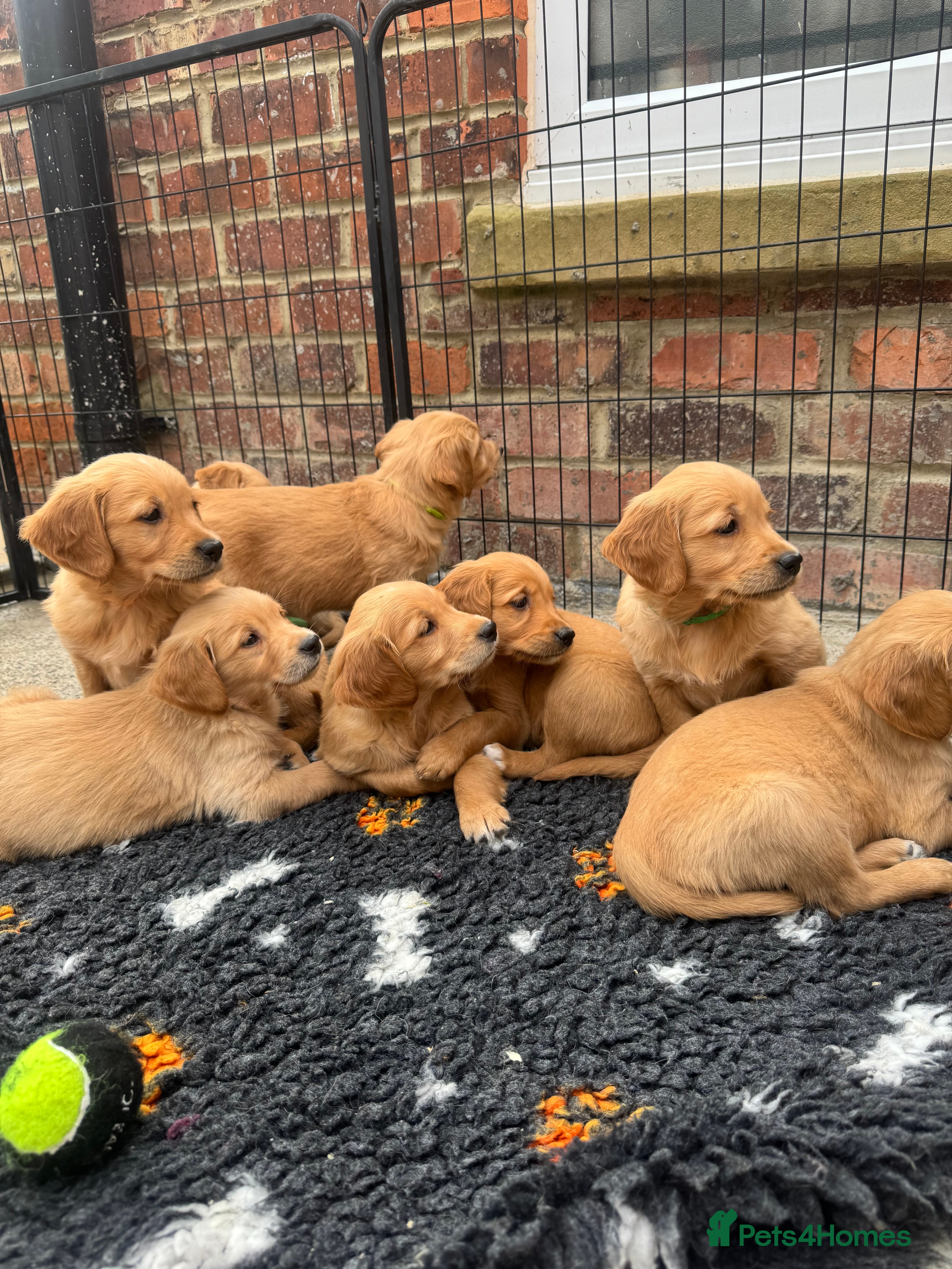 Golden Retriever dogs Exceptional health tested golden retrievers  - Advert 3