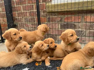 Golden Retriever dogs Exceptional health tested golden retrievers - Advert 3