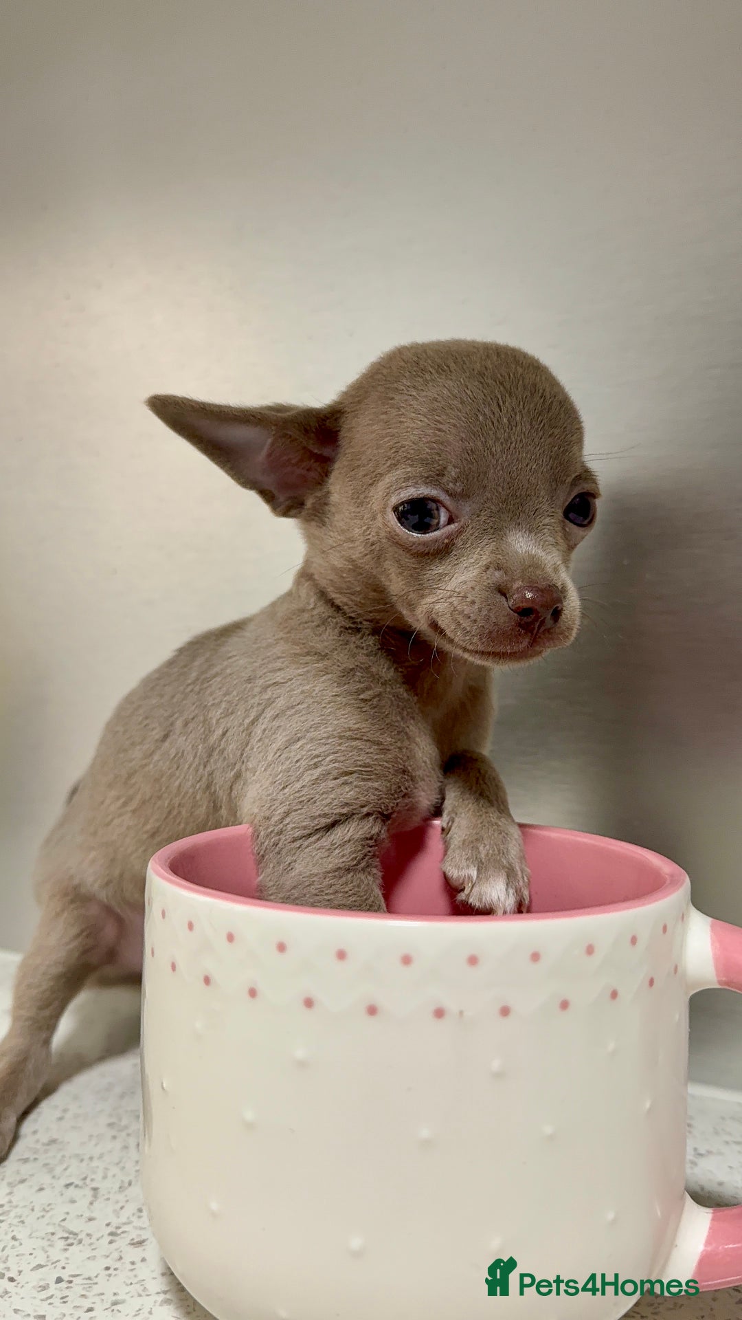 Chihuahua dogs for sale: Three Boy Chihuahuas | Lilac & Blue | Ready - Advert 10