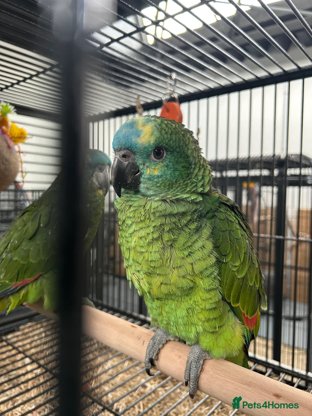 Parrots birds for sale: Hand Reared Baby Blue Fronted Amazons  - Advert 2