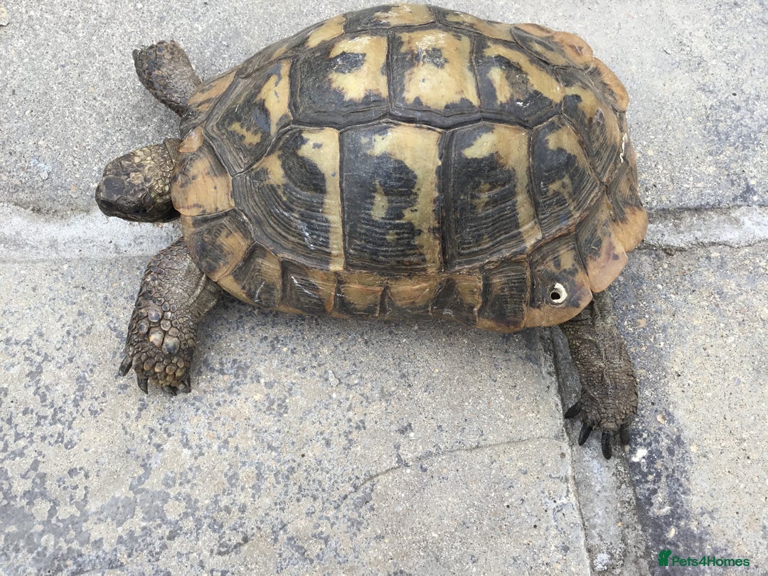 Hermann Tortoise reptiles for sale: Adult Female Hermann Tortoises x 4  - Image 8