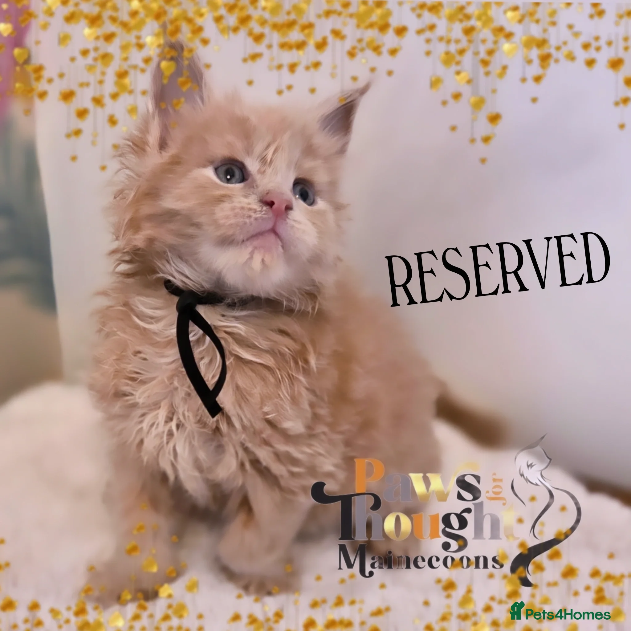 Maine Coon cats Outstanding Quality TICA reg Kittens - Advert 2