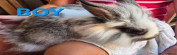 Mixed Breed rabbits for sale: Baby Bunnies for Sale........Baby Bunnies for Sale - Advert 3
