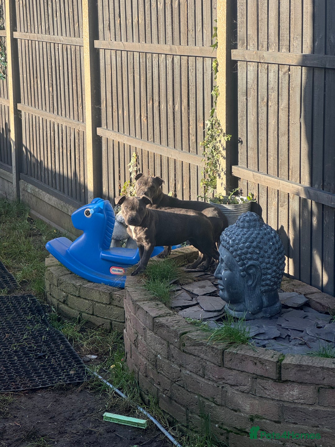 Staffordshire Bull Terrier dogs for sale: 2 female BLUE SBT sisters  - Advert 11