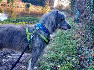 Mixed Breed dogs in Nantwich - Advert 24