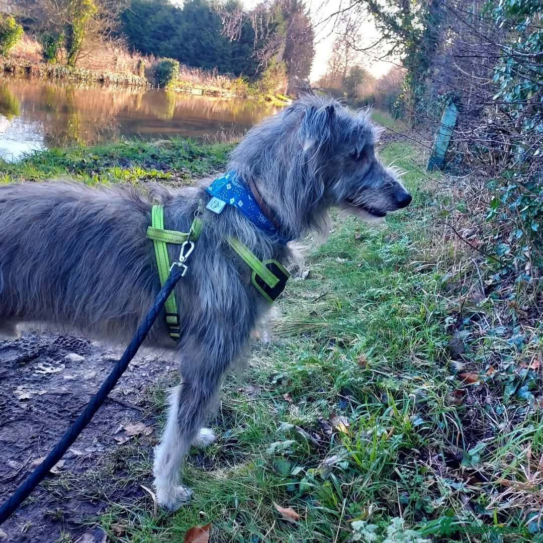 Mixed Breed dogs for adoption: Meet Merlin, currently residing in Cheshire  in Nantwich - Advert 1