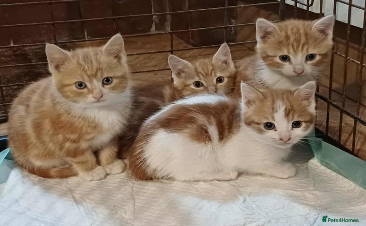 Mixed Breed cats - Advert 12