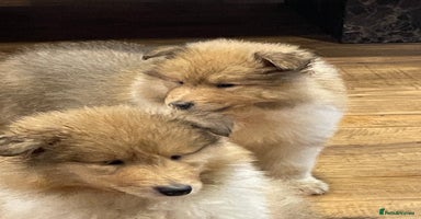 Rough Collie dogs Sable and white KC registered puppies - Advert 4