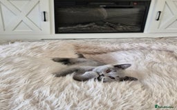 British Shorthair cats for sale: Beautiful Blue British shorthair  - Image 11