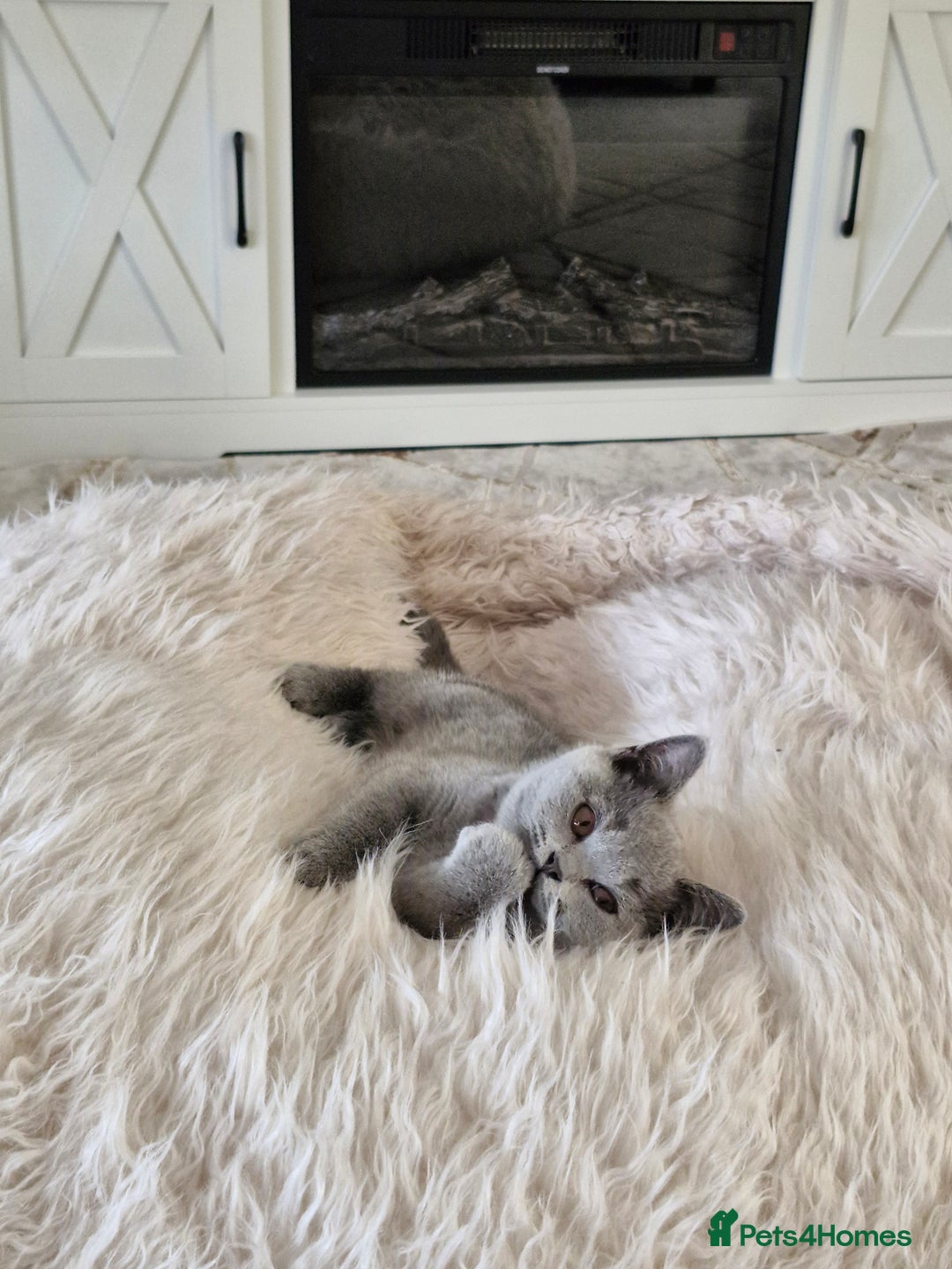 British Shorthair cats for sale: Beautiful Blue British shorthair  - Image 11