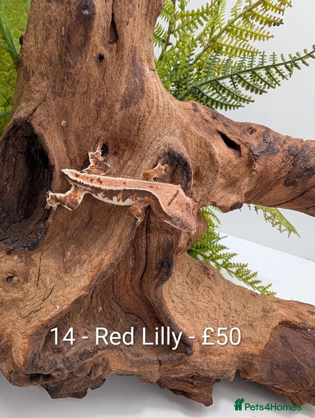 Gecko reptiles for sale: Beautiful Mix of Crested Geckos - Advert 14