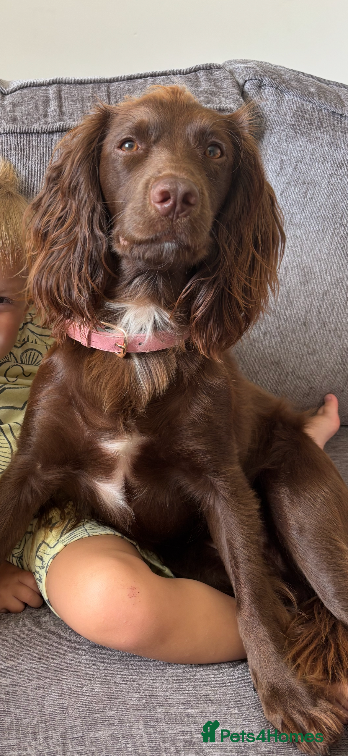 Sprocker dogs 7 Beautiful Sprocker Spaniel Puppies - Advert 1