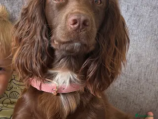 Sprocker dogs 7 Beautiful Sprocker Spaniel Puppies - Advert 9