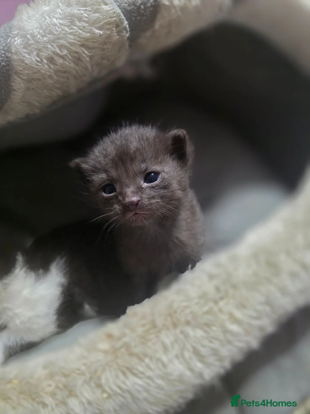 British Longhair cats for sale: Two male kittens - Advert 2