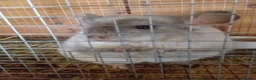 Chinchilla rodents for sale: Double Diamond  - Advert 4