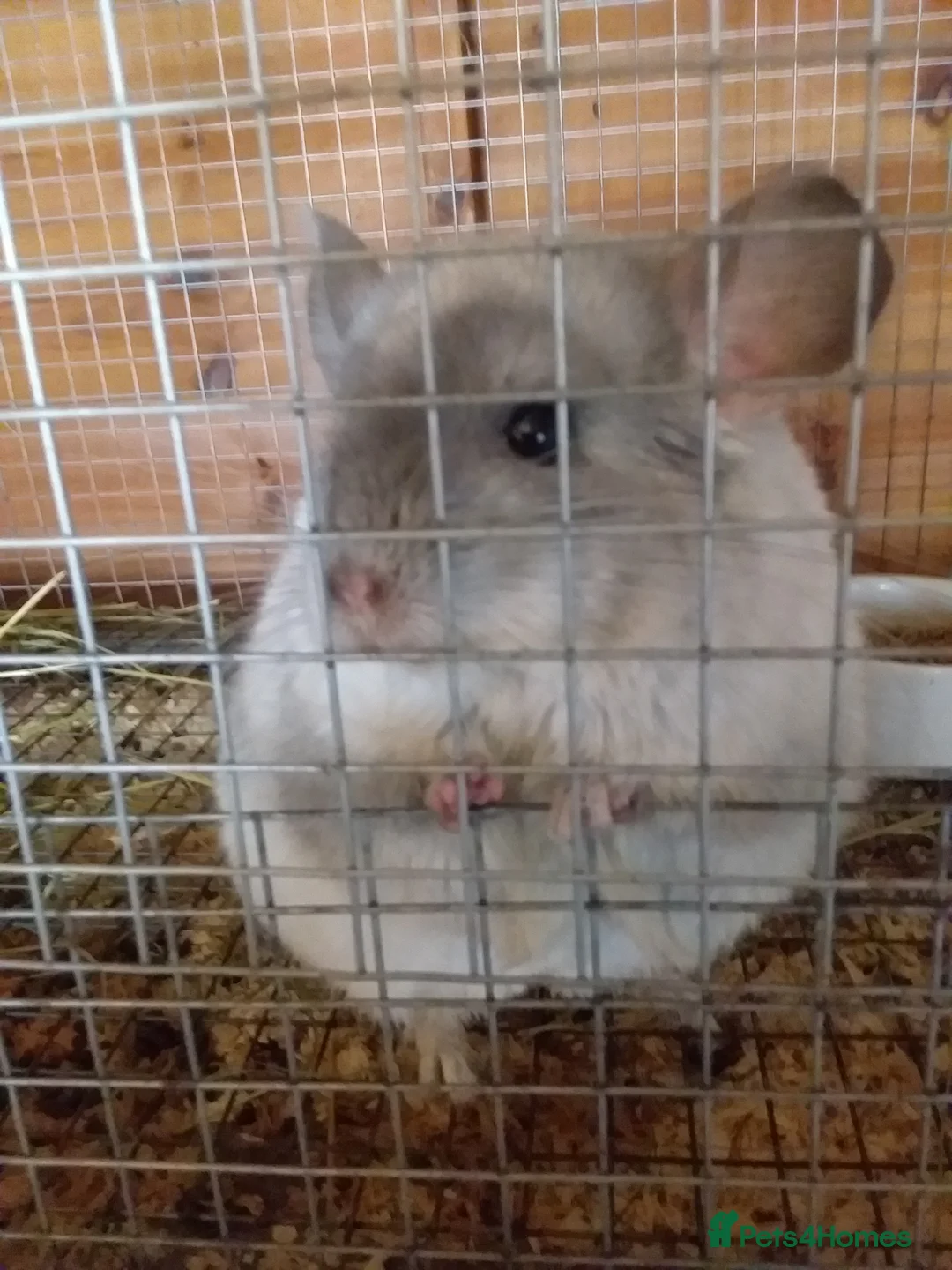 Chinchilla rodents for sale: Double Diamond  - Advert 4