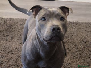 Staffordshire Bull Terrier dogs Beautiful Staffy Puppies > Ready Now - Advert 6