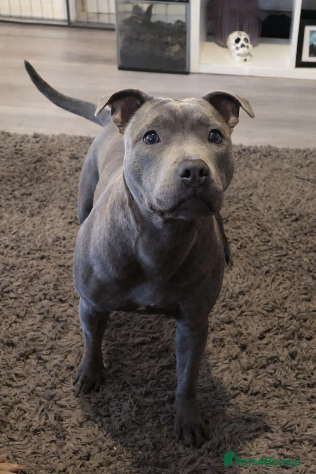 Staffordshire Bull Terrier dogs for sale: Last of the litter > Ready Now - Advert 1