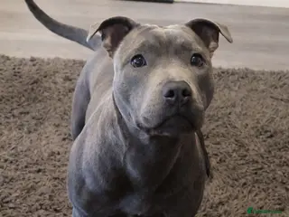 Staffordshire Bull Terrier dogs Beautiful Staffy Puppies > Ready Now - Advert 10