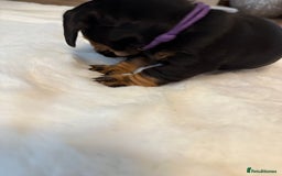 Dachshund dogs for sale: Dachshunds for sale   - Image 33