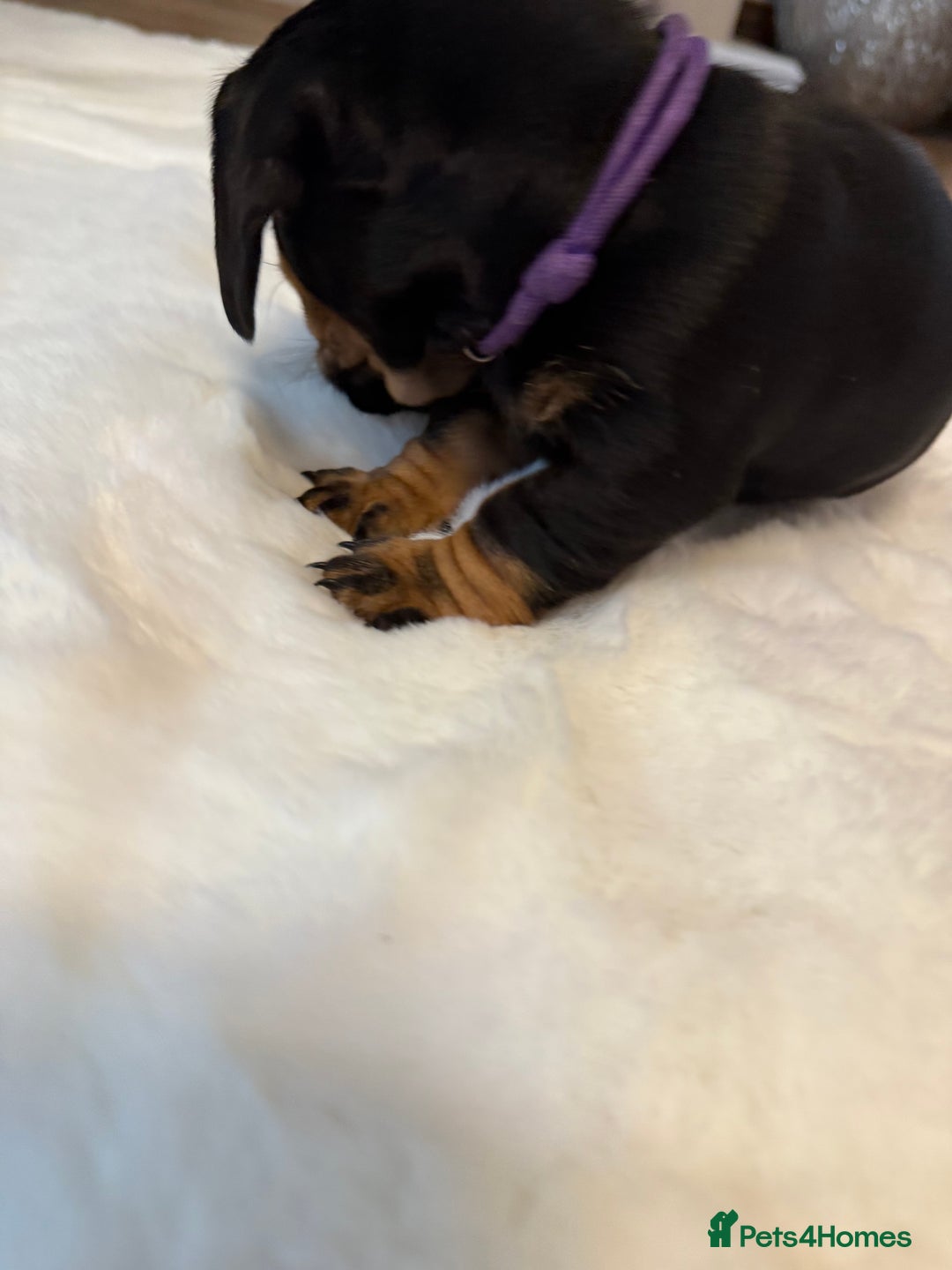 Dachshund dogs for sale: Dachshunds for sale   - Image 33