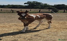 Paint horses for sale: Red Roan Tobiano Filly.   - Image 3