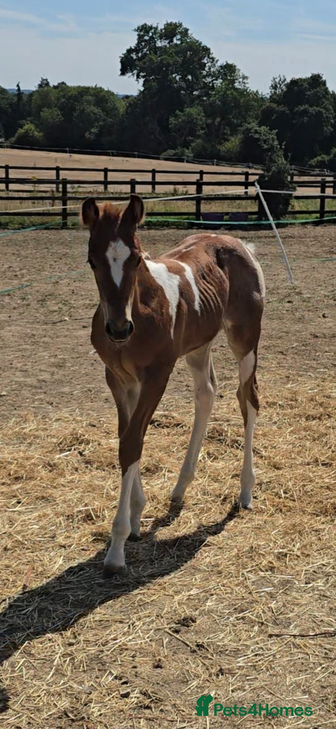 Paint horses for sale: Red Roan Tobiano Filly.   - Image 3
