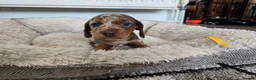 Miniature Dachshund dogs for sale: Ready to Leave! Miniature Dachshund Puppies - Advert 8