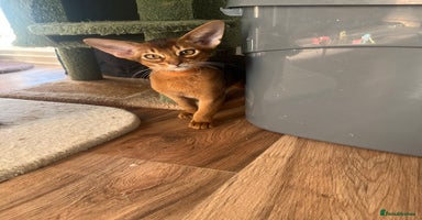 Abyssinian cats Beautiful Abyssinians kittens - Advert 3