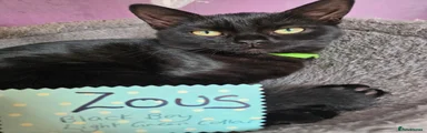 Zous