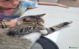 Mixed Breed cats for adoption: TOM a friendly & proud boy who needs a Loving Home - Advert 11