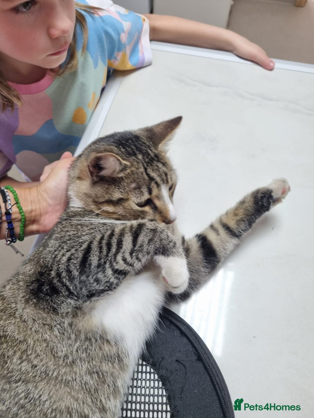 Mixed Breed cats for adoption: TOM a friendly & proud boy who needs a Loving Home - Advert 11