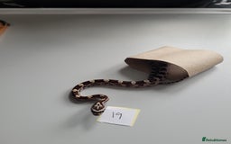 Corn Snake reptiles for sale: 6 week old baby corn snakes - Image 7