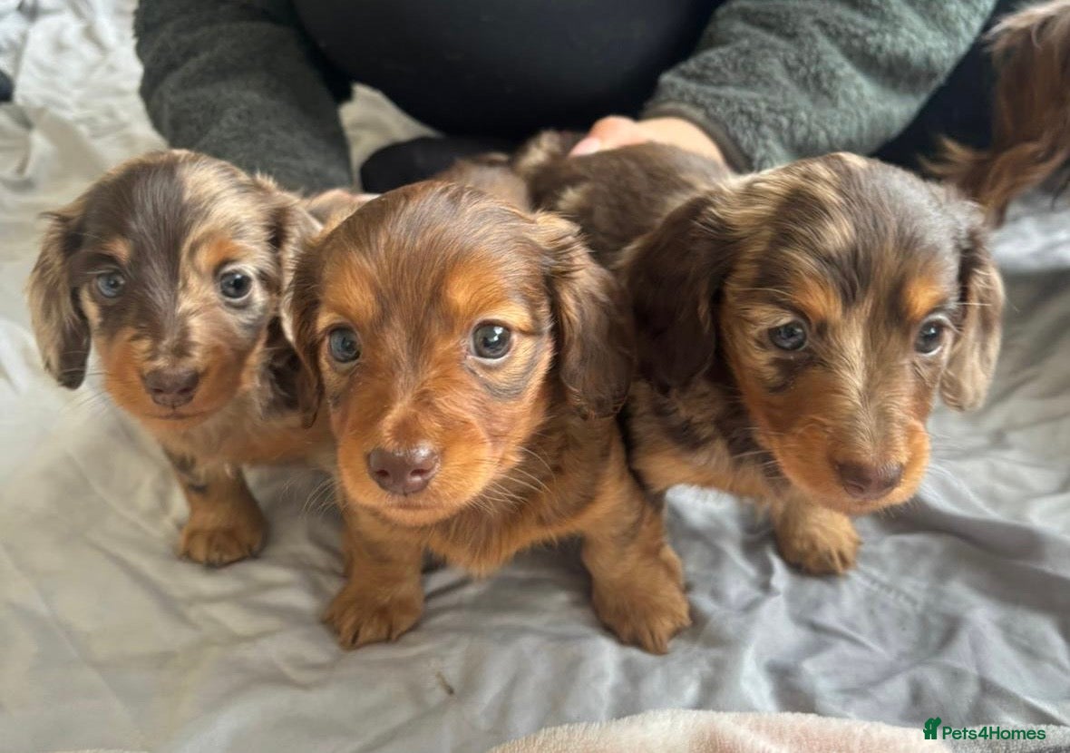 Miniature Dachshund dogs BEAUTIFUL LONG HAIRED MINIATURE DACHSHUNDS KC REG in Warrington - Advert 1