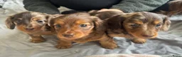 Miniature Dachshund dogs for sale: BEAUTIFUL LONG HAIRED MINIATURE DACHSHUNDS KC REG - Advert 1