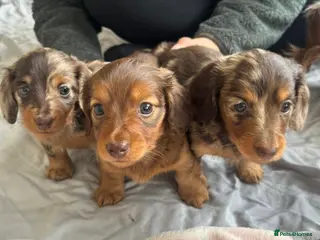 Miniature Dachshund dogs BEAUTIFUL LONG HAIRED MINIATURE DACHSHUNDS KC REG in Warrington - Advert 1
