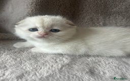 Scottish Fold cats for sale: Beautiful Gold Chinchilla babies  - Advert 23