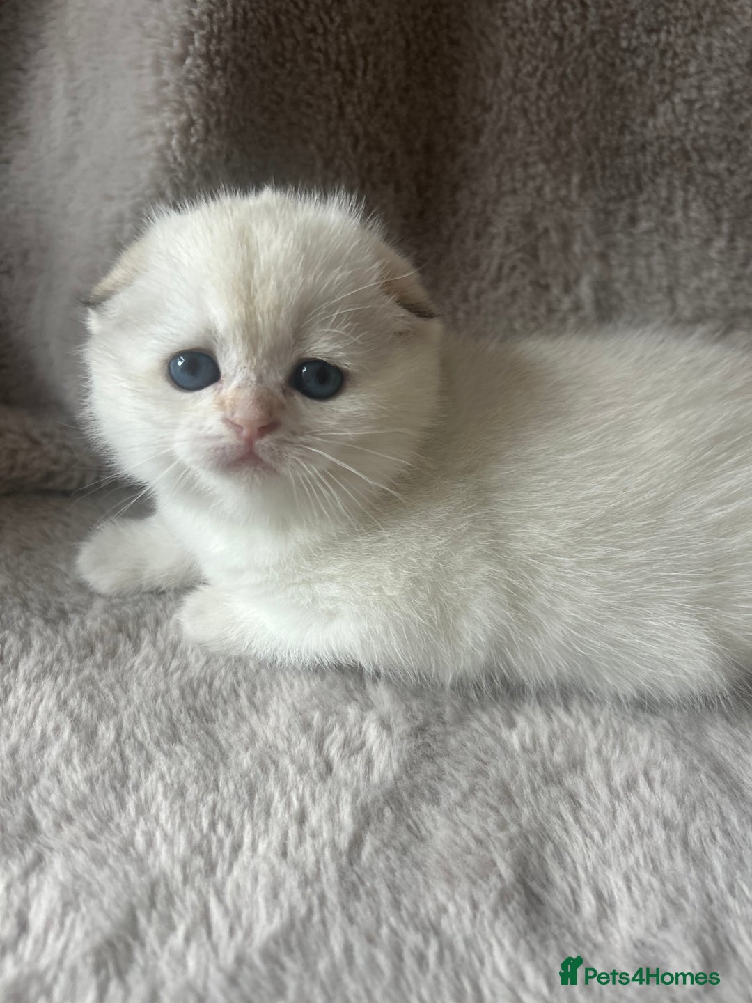 Scottish Fold cats for sale: Beautiful Gold Chinchilla babies  - Advert 23