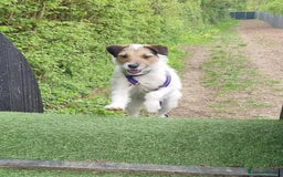 Mixed Breed dogs for adoption: Zori - Badersfield Norfolk  - Image 13