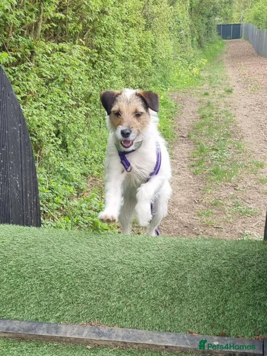 Mixed Breed dogs for adoption: Zori - Badersfield Norfolk  - Image 13