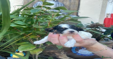 Cavapoo dogs Toy cavapoo waiting list  - Advert 6